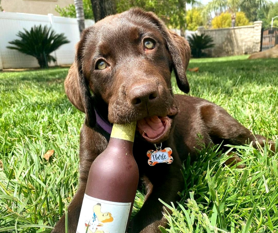 Dog friendly wineries near me